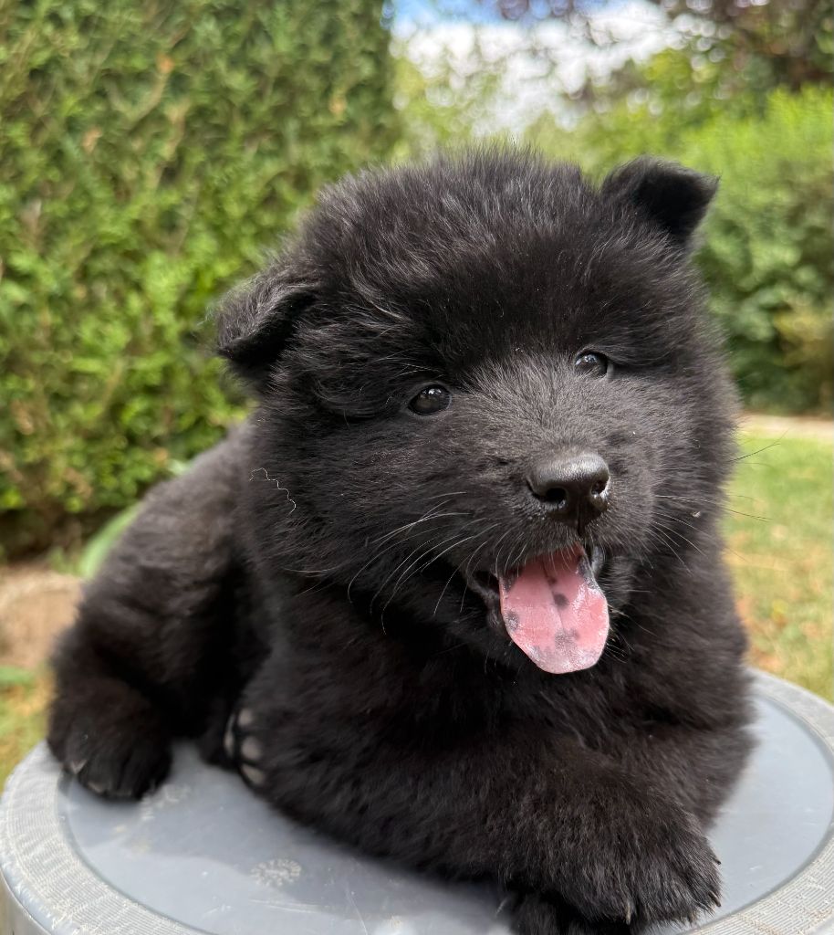 Des Gardiens Des Terres Boreales - Chiots disponibles - Eurasier