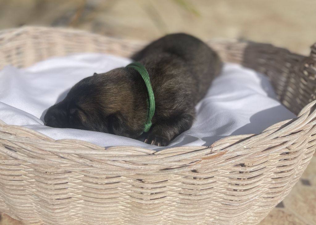 Des Gardiens Des Terres Boreales - Chiots disponibles - Eurasier