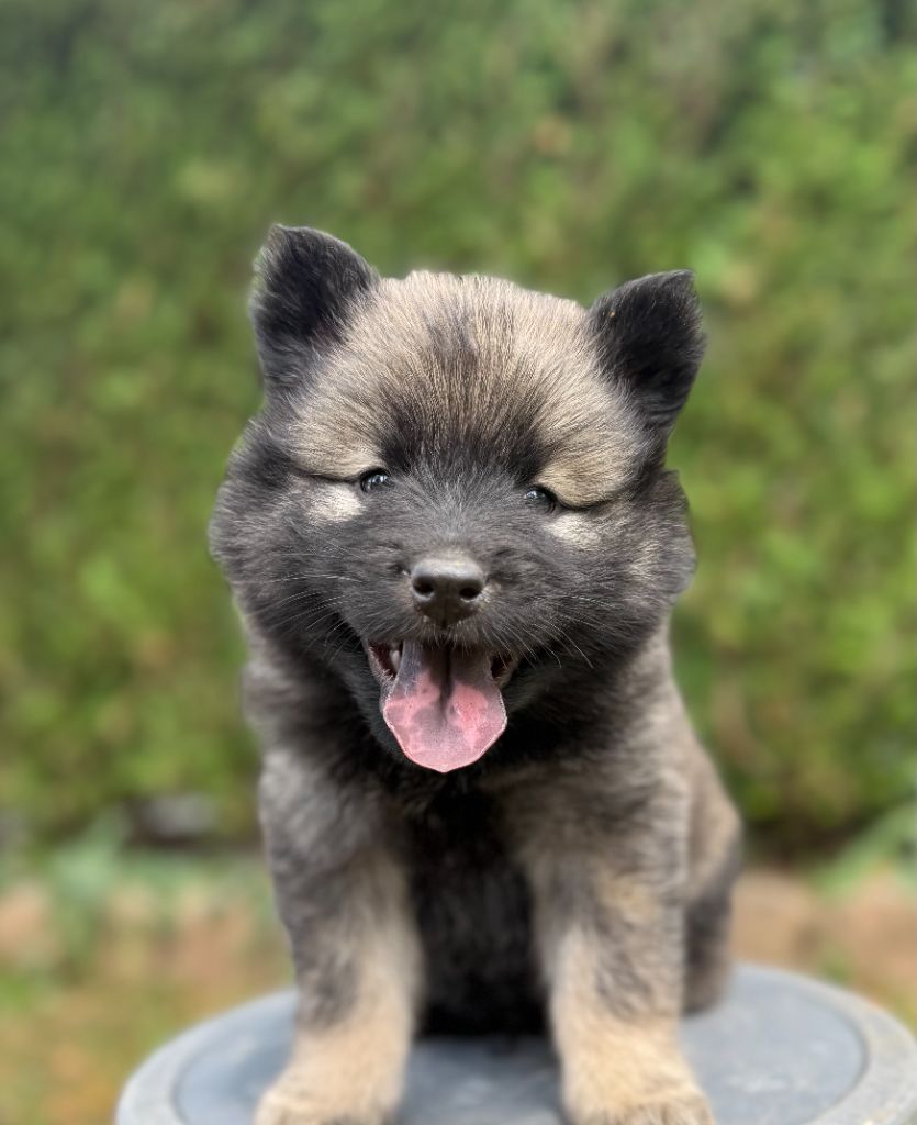 Des Gardiens Des Terres Boreales - Chiots disponibles - Eurasier