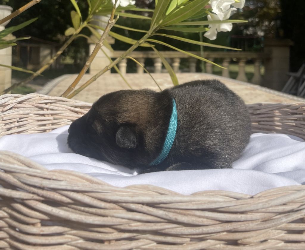 Des Gardiens Des Terres Boreales - Chiots disponibles - Eurasier