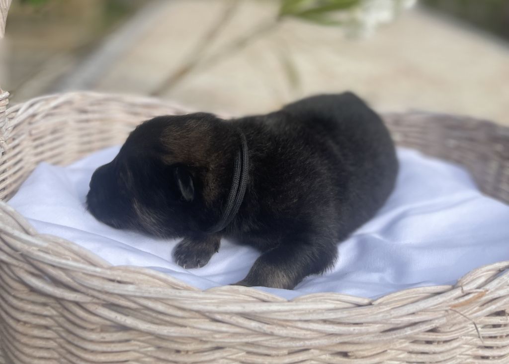 Des Gardiens Des Terres Boreales - Chiots disponibles - Eurasier