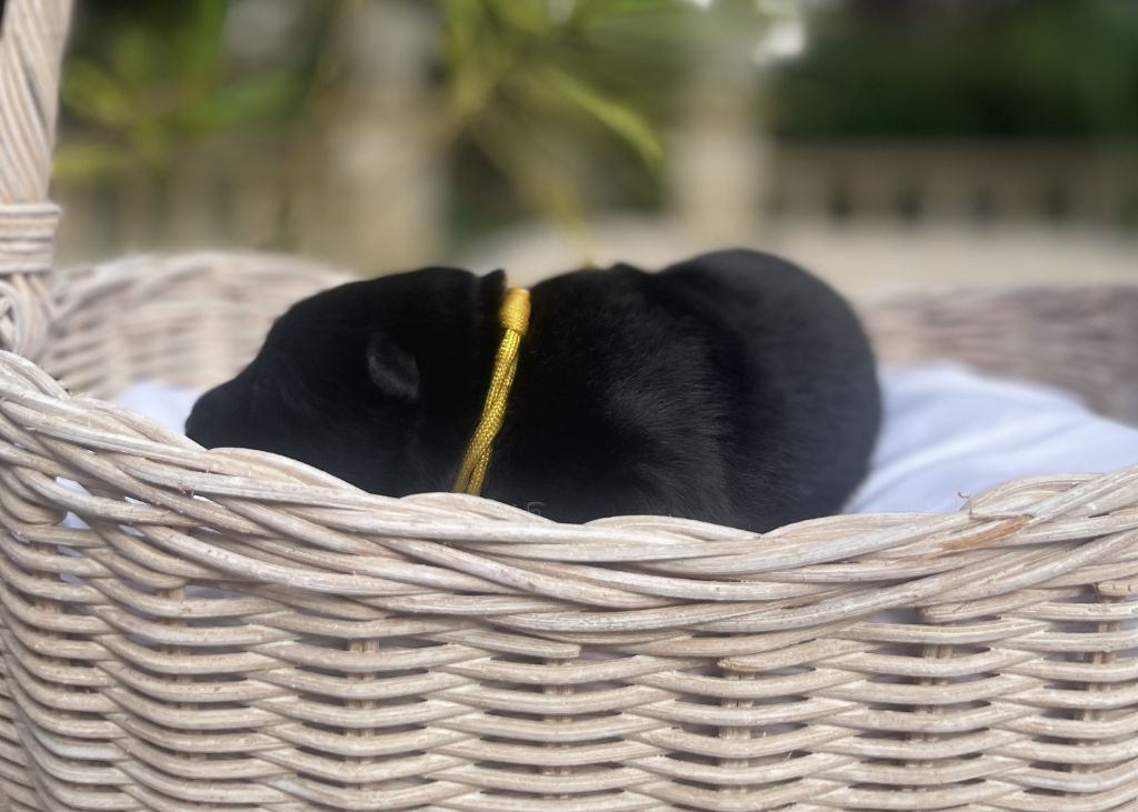 Des Gardiens Des Terres Boreales - Chiots disponibles - Eurasier