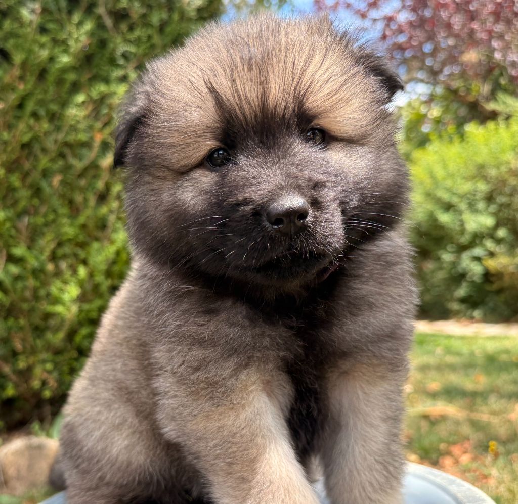 Des Gardiens Des Terres Boreales - Chiots disponibles - Eurasier