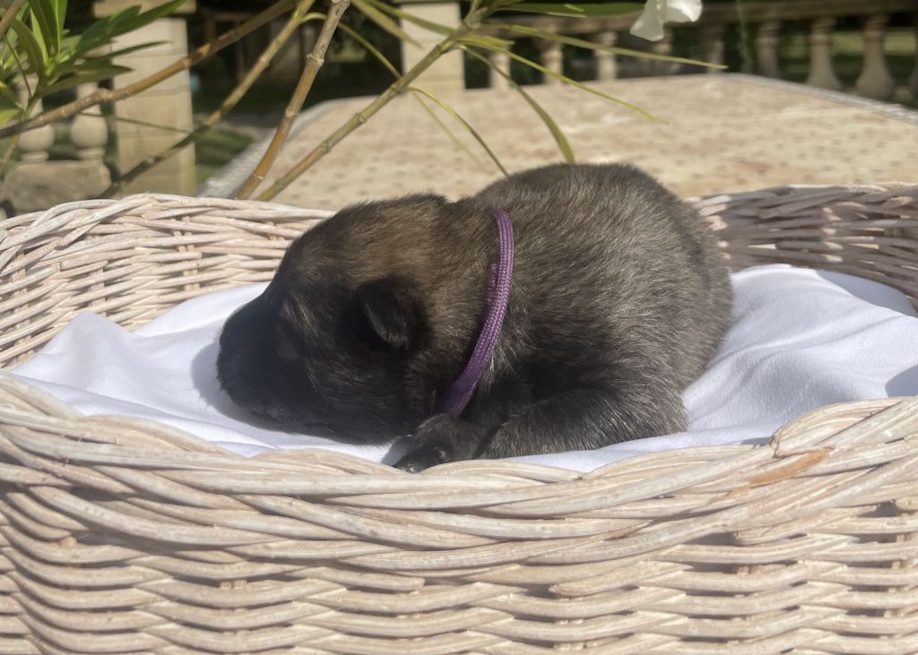 Des Gardiens Des Terres Boreales - Chiots disponibles - Eurasier