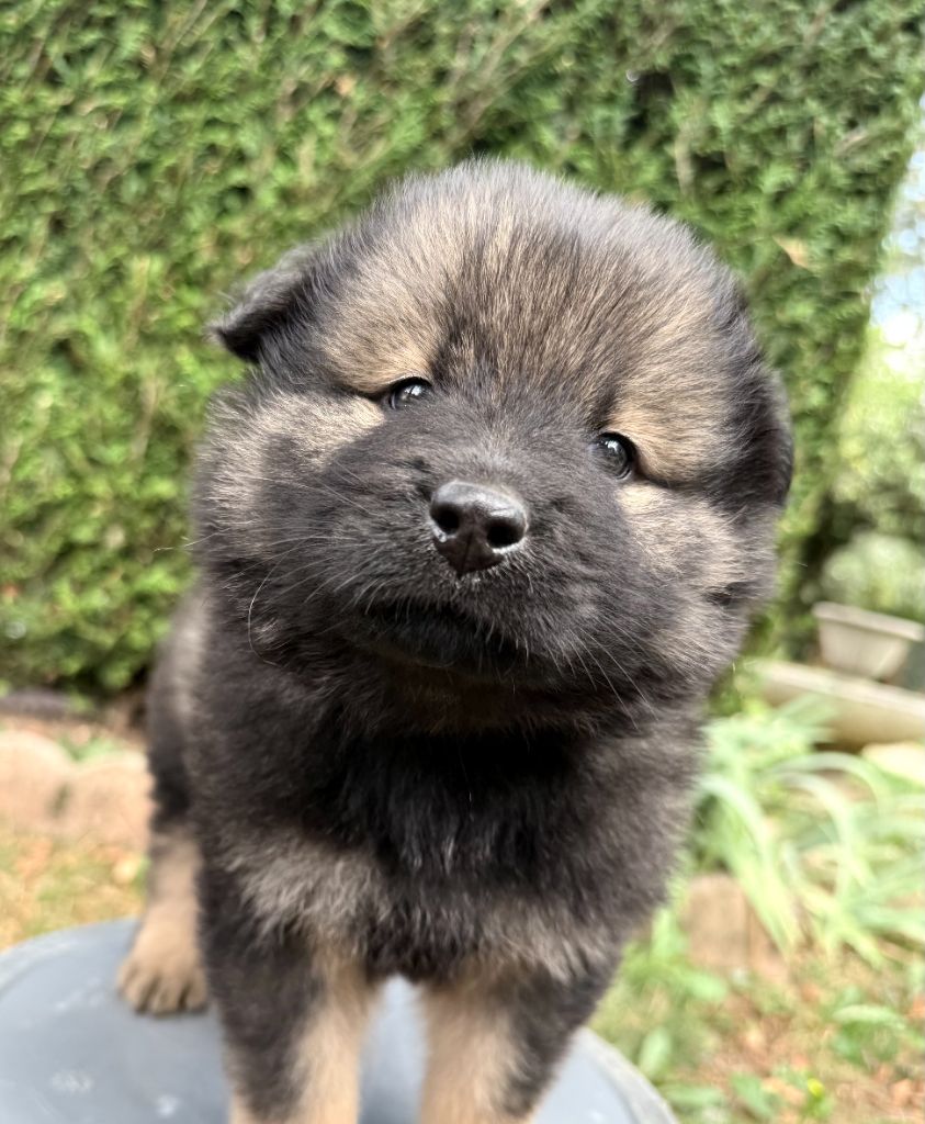 Des Gardiens Des Terres Boreales - Chiots disponibles - Eurasier