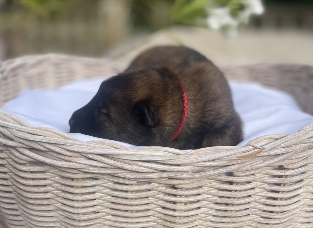Des Gardiens Des Terres Boreales - Chiots disponibles - Eurasier