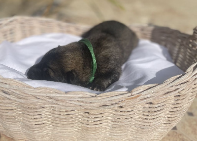 CHIOT 2