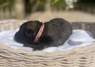 CHIOT 7