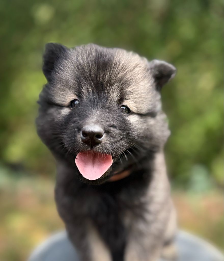 Des Gardiens Des Terres Boreales - Chiots disponibles - Eurasier