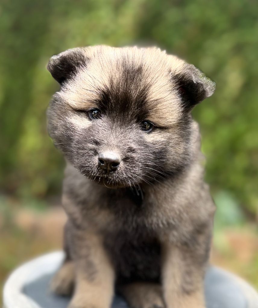 Des Gardiens Des Terres Boreales - Chiots disponibles - Eurasier