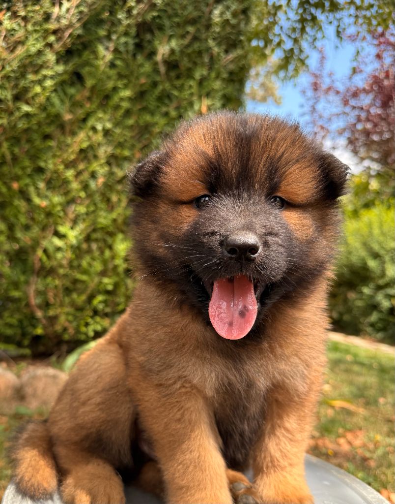 Des Gardiens Des Terres Boreales - Chiots disponibles - Eurasier